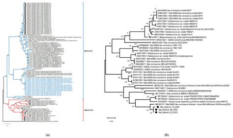 Evolutionary Relationships Of Bat Covs In Lebanon Maximum Likelihood