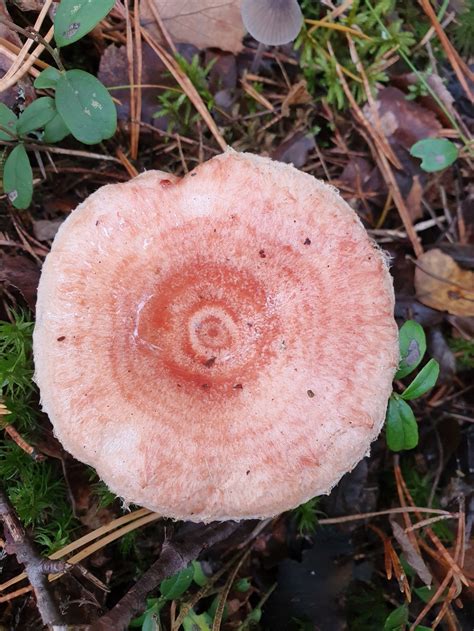 Волнушка розовая (Lactarius torminosus) фото и описание