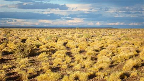 Biodiversidad en agroecosistemas y sequía en pastizales áridos Sobre