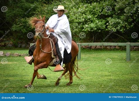 Peruvian Paso Horse Demonstration. Cusco, Peru Editorial Stock Photo ...