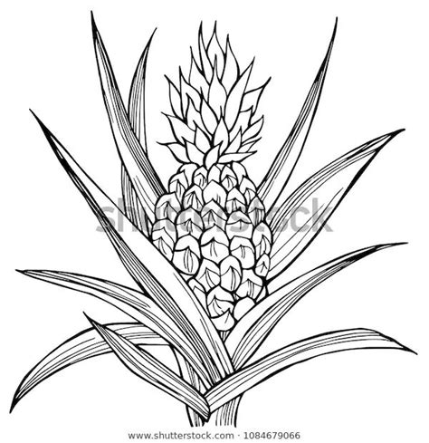 Hand Drawn Pineapple Plant Vector Sketch Stock Vector Royalty Free