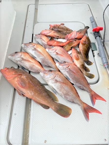 釣果情報 マリンガイド福丸 瀬戸内海 宇野沖の釣り