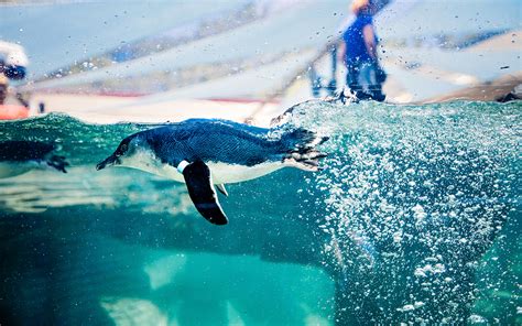 Little Blue Penguins Make San Diego Debut at Birch Aquarium