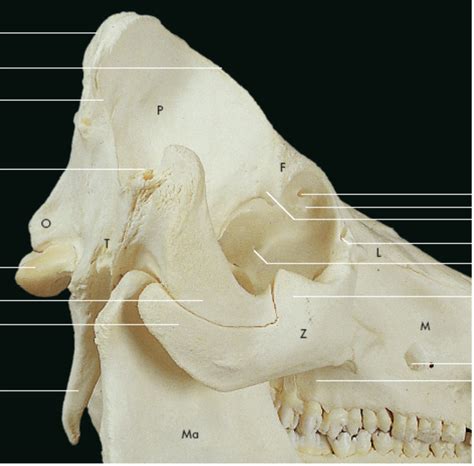 Neurocranio Di Maiale Faccia Laterale Diagram Quizlet