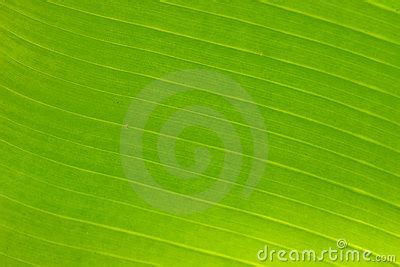 Structure Of Green Leaf Stock Photography Cartoondealer