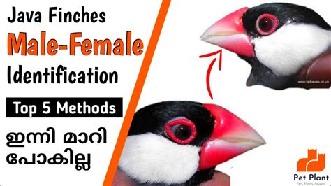 Java Finches Male And Female Identification Java Sparrow Finches