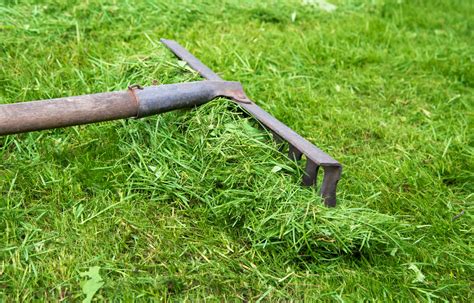 6 WAYS TO USE GRASS CUTTINGS IN YOUR GARDEN Evangrass