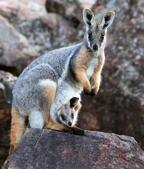 The Brizzy Days: A Wallaby from Rob