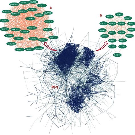 Protein Protein Interaction Ppi Network Construction Of Download