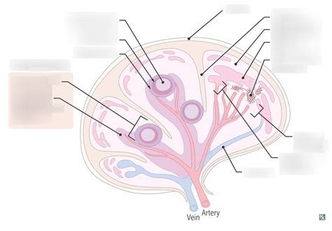 Spleen Diagram Quizlet