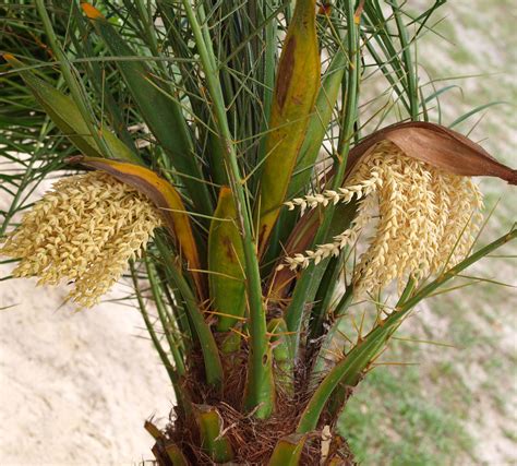 Plantwerkz Pygmy Date Palm Phoenix Roebelenii