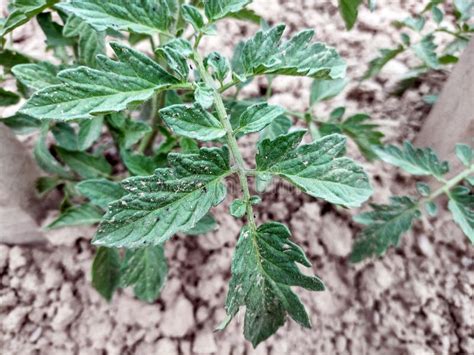 Tomato Plant In The Garden Romania Stock Photo Image Of Food