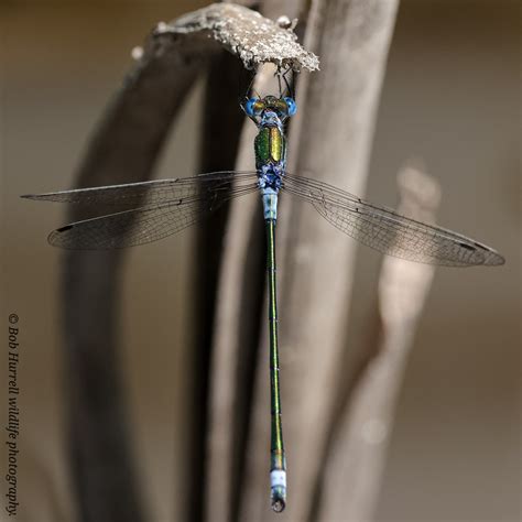 Emerald Damselfly Male Lunt Meadows Bob Hurrell Wildlife Flickr