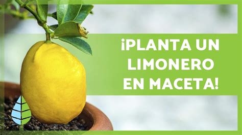 Cuidados De Un Limonero En Maceta 🍋🌳 ¡riego Sustrato Poda Y Más Youtube