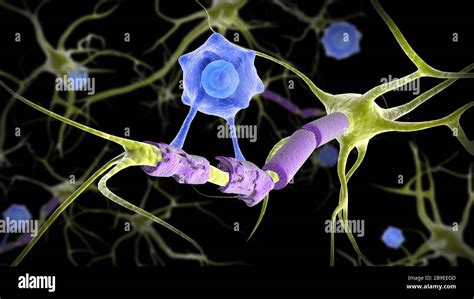 Conceptual image of a multiple sclerosis neuron healed by a T-cell ...