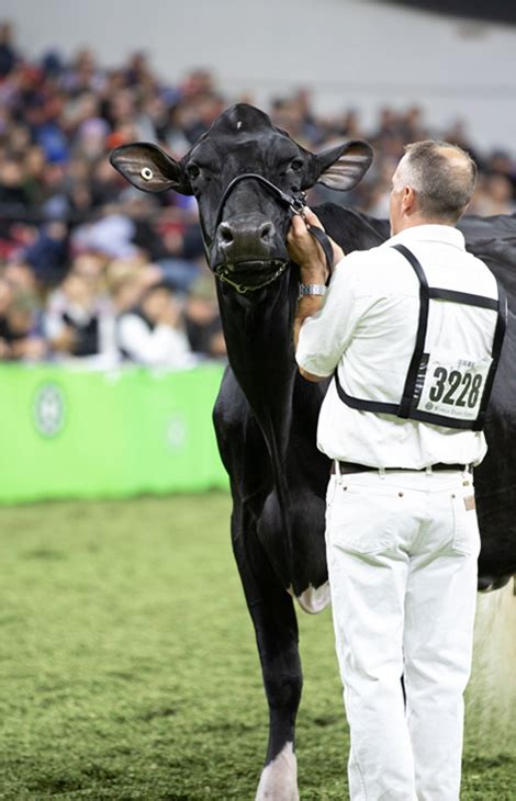 Dairy Cattle Show - World Dairy Expo