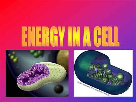 Ppt Energy In A Cell Powerpoint Presentation Free Download Id 4584653