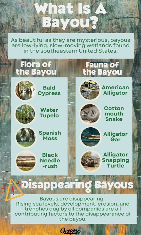 The Secrets Of Bayous: Dive Into America’s Enchanted Swamps