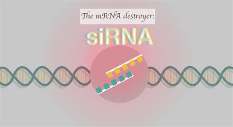 Sirna Small Interfering Rna Structure And Function