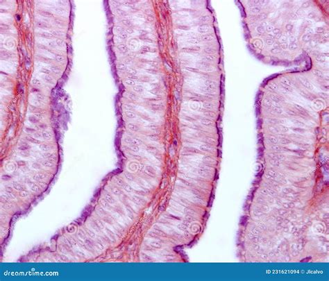 Fallopian Tube Ciliated Epithelium Royalty Free Stock Image