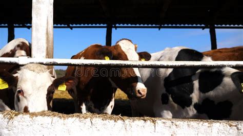 Long Row Of Cattle Chewing Fodder At Milk Factory Curious Cows Look Into Camera Eating Hay On