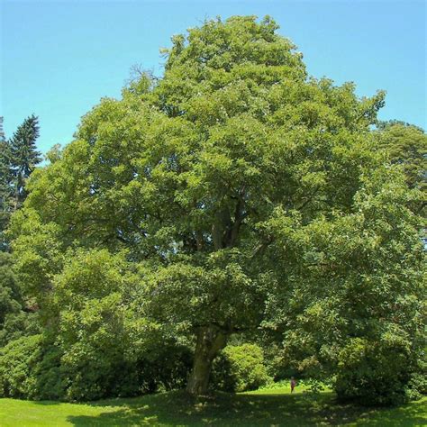 Érable sycomore Acer pseudoplatanus Grand arbre au port majestueux