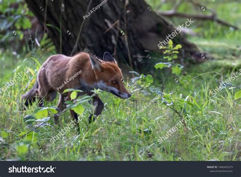 400 Fox Scotland Stock Photos Images And Photography Shutterstock