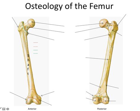 Osteology Of The Femur Diagram Quizlet