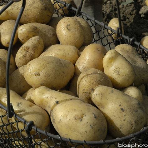 Cultiver Les Pommes De Terre Sirtema Conseils Pratiques