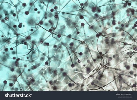 White Bread Mold Rhizopus Stolonifer Most Stock Vector (Royalty Free) 2234909471 | Shutterstock