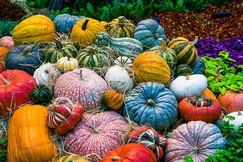 Tipos de calabazas - Cómo escogerlas y usarlas en la cocina