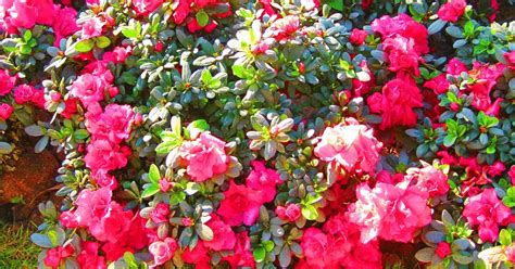 Yellow Discoloration in Rose Leaves and Common Solutions – Self Gardener