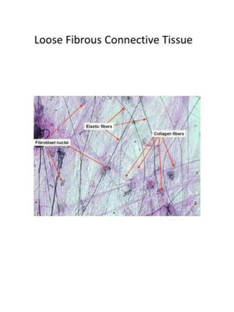 PPT - Loose Fibrous Connective Tissue PowerPoint Presentation, free ...