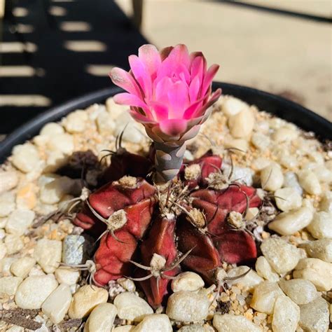 Gymnocalycium Mihanovichii Var Friedrichii Purple Moon Cactus