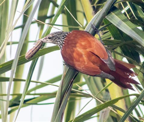 Foto Limpa Folha Do Buriti Berlepschia Rikeri Por Eduardo Borges