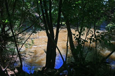 Trees On River Bank Free Stock Photo Public Domain Pictures