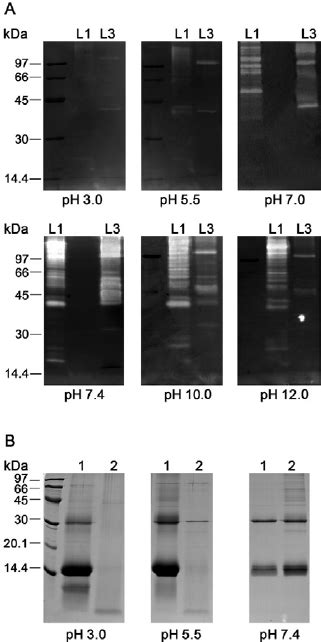 A Gelatin Zymograms Showing The Proteolytic Activity Of The Protein