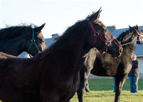 The Origin and History of the Percheron Horse – PHAOA