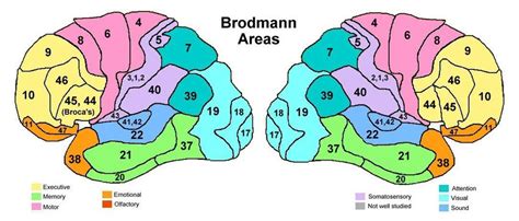 16 Brodmann Areas Were Based On The Cytoarchitectural Organization Of