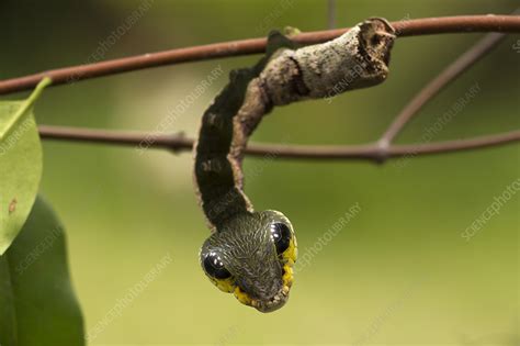 Hummingbird Moth Larvae