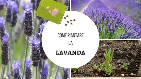 Come Piantare La Lavanda In Vaso Guida Completa E Consigli Pratici