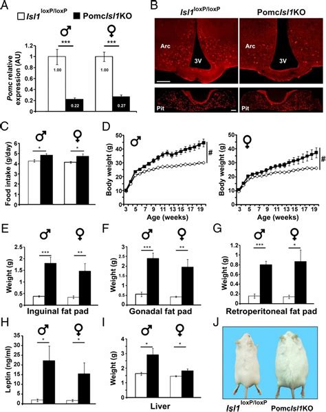 Islet 1 Specifies The Identity Of Hypothalamic Melanocortin Neurons And