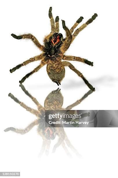 616 Spider Venom Stock Photos, High-Res Pictures, and Images - Getty Images