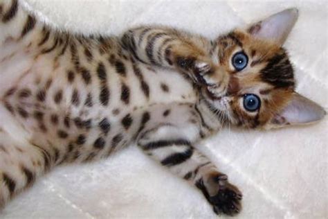 Blue Eyes Bengal Kitten :"D : aww