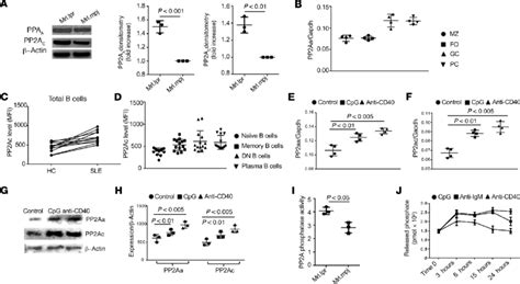 Increased Pp2a Expression And Enhanced Function In Activated B Cells Or