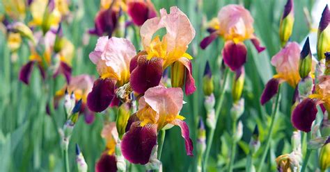 What Are the Different Types of Iris Flowers? | Gardener’s Path