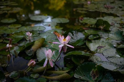 L Tus Eg Pcio Rosa No Crep Sculo Flores Rosa Longas P Talas Em