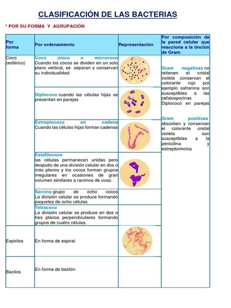 Clasificación De Las Bacterias Archivo Completo Las Bacterias Microbiología