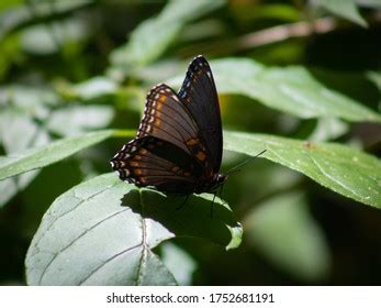 Morpho Peleides Peleides Blue Morpho Common Stock Photo