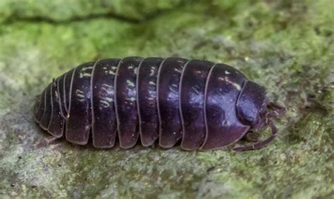 Pill Bug Or Roly Polies Information Cooks Pest Control